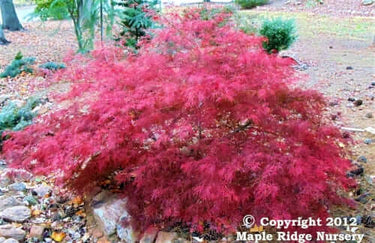 Acer palmatum 'Chantilly Lace' - mapleridgenursery